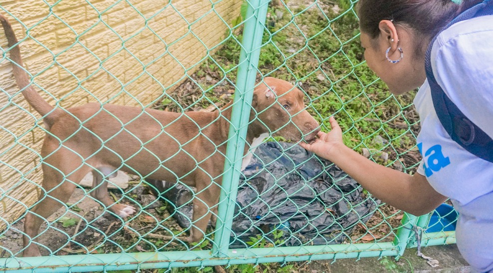 rescatan-pitbull-maltratado-por-desconocido-en-ilopango